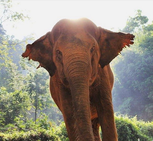 Khao Lak resort elephant park